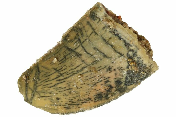 Bargain, Juvenile Carcharodontosaurus Tooth - Fine Serrations #186077